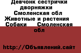 Девчонк сестрички дворняжки. - Смоленская обл. Животные и растения » Собаки   . Смоленская обл.